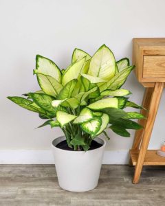 Dieffenbachia Tropical Marianne