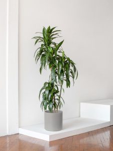 Dracaena Janet Craig