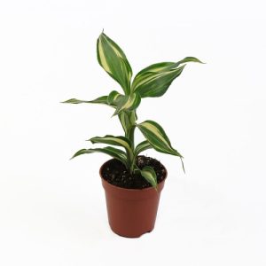 Dracaena