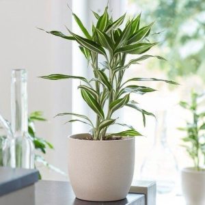 Dracaena Sanderiana