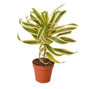 Song Of India Dracaena Reflexa Song Of India