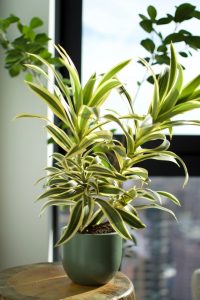 Dracaena Song of India