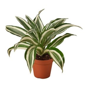 Dracaena