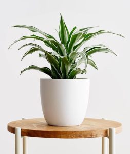 Dracaena Warneckii White Jewel