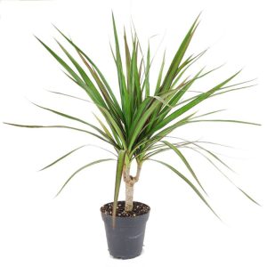 Rikki Dracaena Dracaena Deremensis Rikki