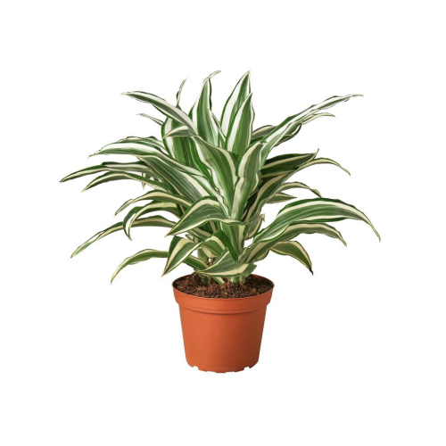 Dracaena fragrans Warneckii