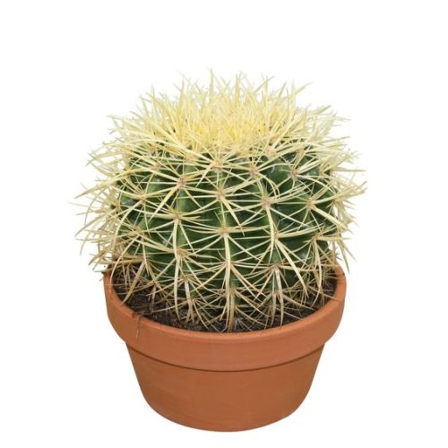 Echinocactus Grusonii