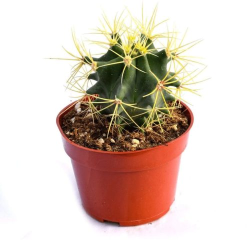 Ferocactus Wislizeni