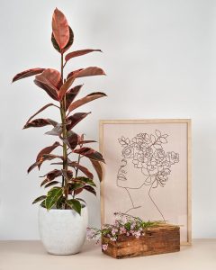 Ficus Elastica Ruby Pink