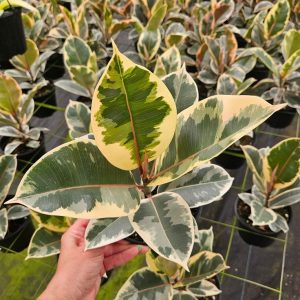 Ficus Elastica Tineke