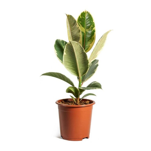 Ficus Elastica Tineke