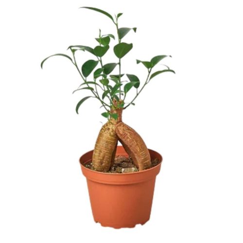 Ficus Ginseng