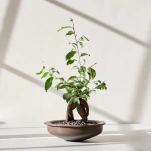 Ficus Ginseng