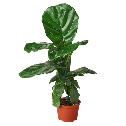 Ficus Pandurata