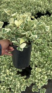 Ficus Triangularis Variegated