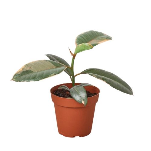 Ficus Elastica Ruby Pink