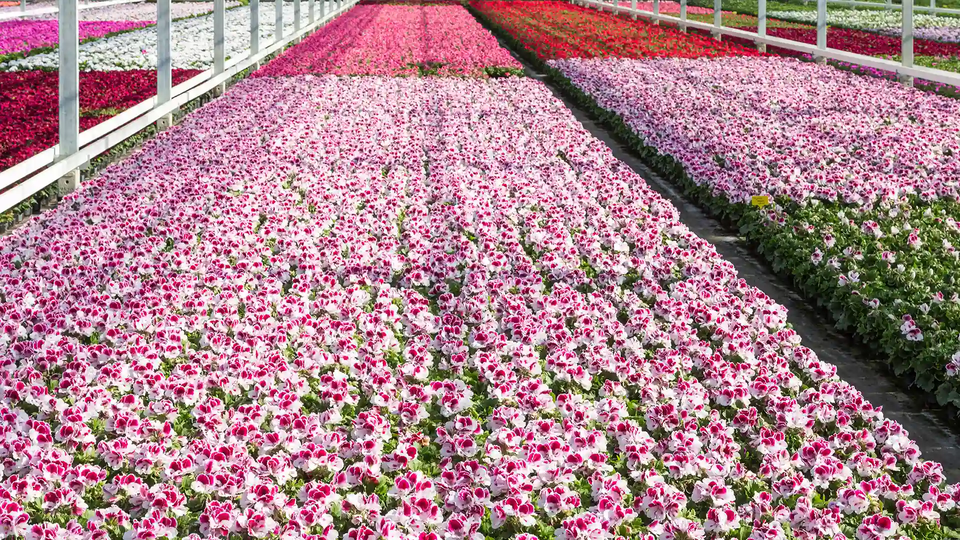 Flowering Potted Plants.