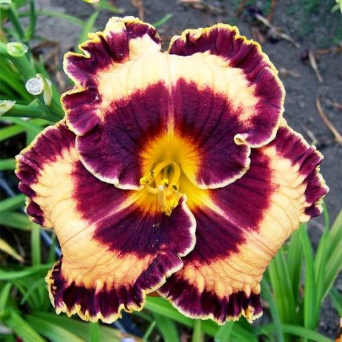 Griffin Miller Daylily