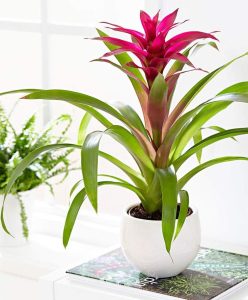 Guzmania lingulata