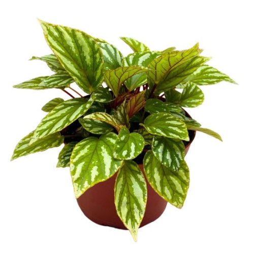 Harmony Foliage Begonia