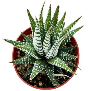 Haworthia Zebra