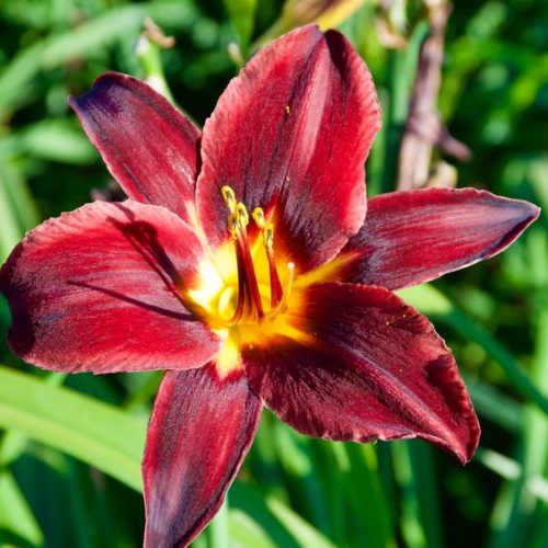 Hemerocallis  Starling