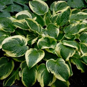 Hosta Brim Cup