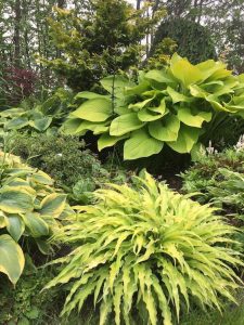 Hosta Curly Fries