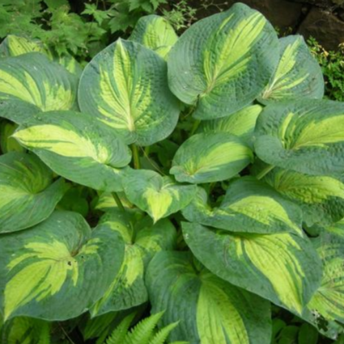 Hosta GreatExpectations