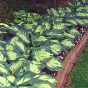 Hosta GreatExpectations