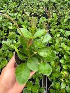 Hoya Australis