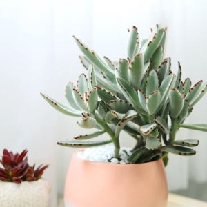 Kalanchoe Tomentosa