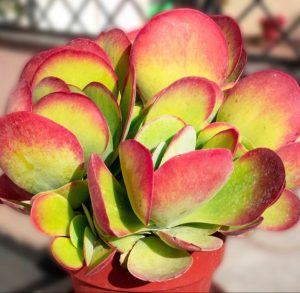 Kalanchoe thyrsiflora