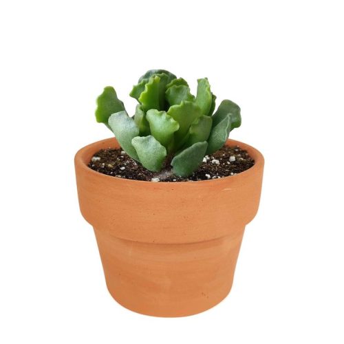 Key Lime Pie Adromischus