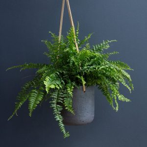 Kimberly Queen Fern