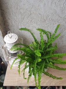 Lemon Button Fern