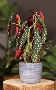 Maculata Begonia