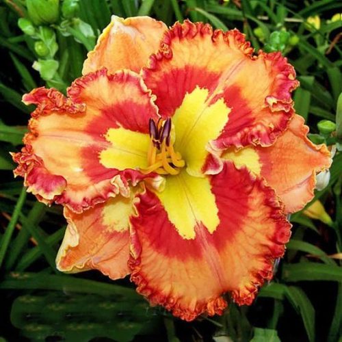 Mexican Fiesta Rebloomer Daylily