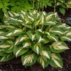 Hosta Miss America