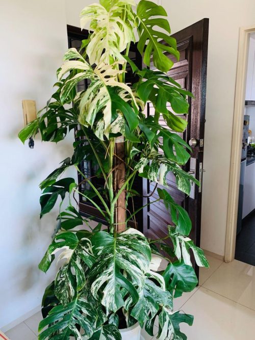 Siltepecana Monstera can stay healthy in winter