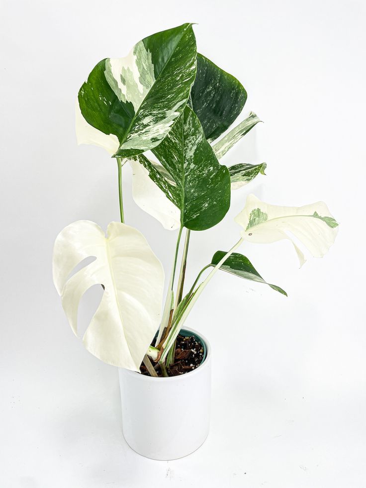 Monstera Standleyana has the function of purifying the air