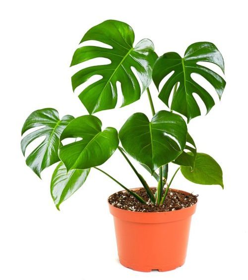 Characteristics of the Monstera deliciosa