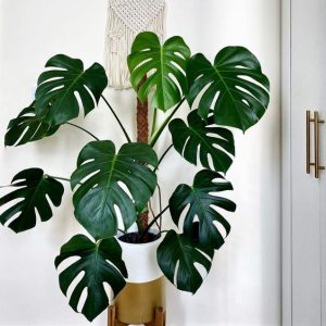 Monstera Deliciosa