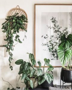  Monstera Siltepecana