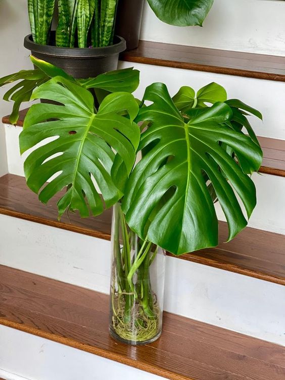 Hydroponic Monstera deliciosa