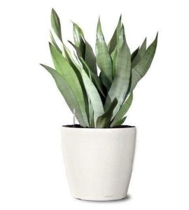 Snake Plant