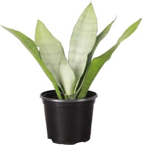 Snake Plant