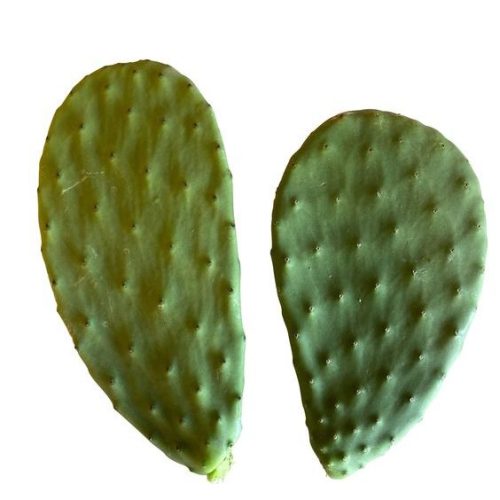 Opuntia Ficus Indica