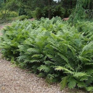 Ostrich Fern