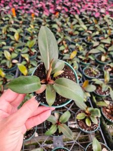 Philodendron Black Cardinal